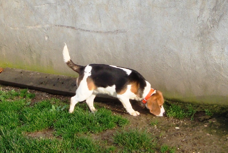 Les Beagle de l'affixe Du Giron