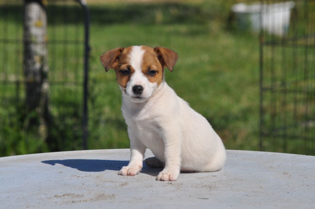 Du Giron - Chiot disponible  - Jack Russell Terrier