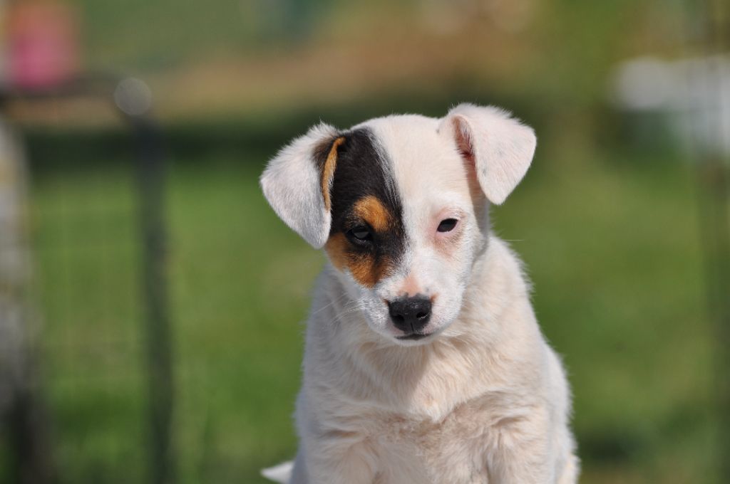 Du Giron - Chiot disponible  - Jack Russell Terrier