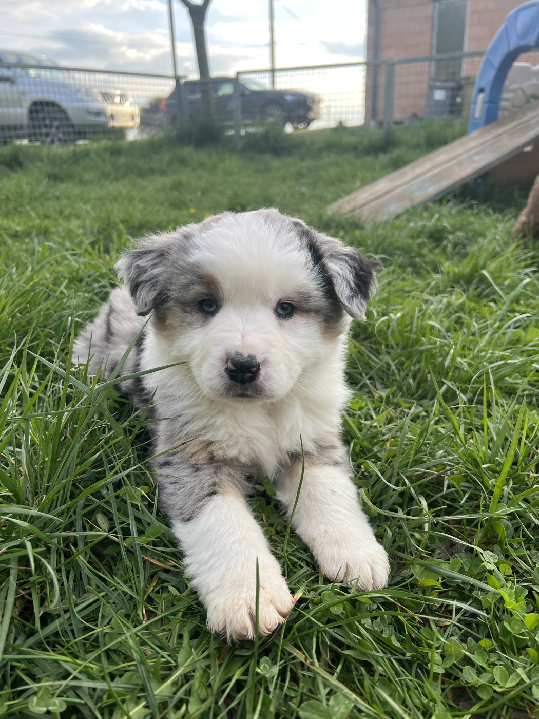 Du Giron - Chiots disponibles - Berger Américain Miniature 