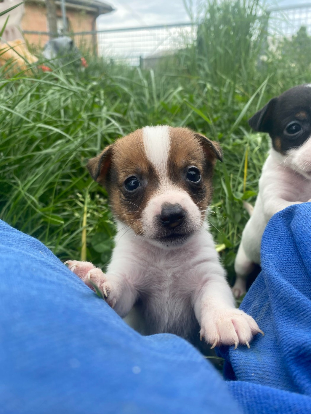 Du Giron - Chiots disponibles - Jack Russell Terrier