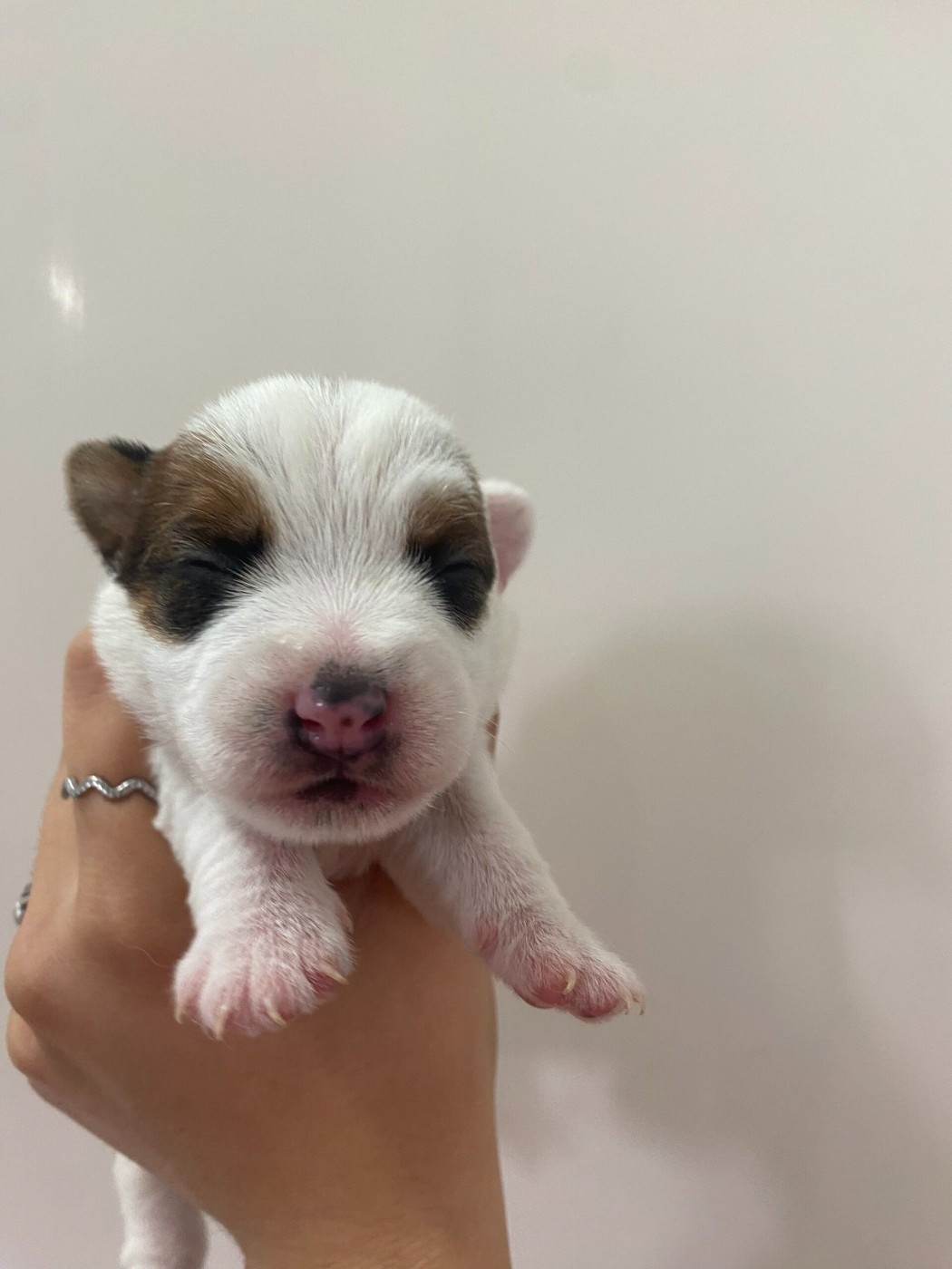 Du Giron - Chiots disponibles - Jack Russell Terrier