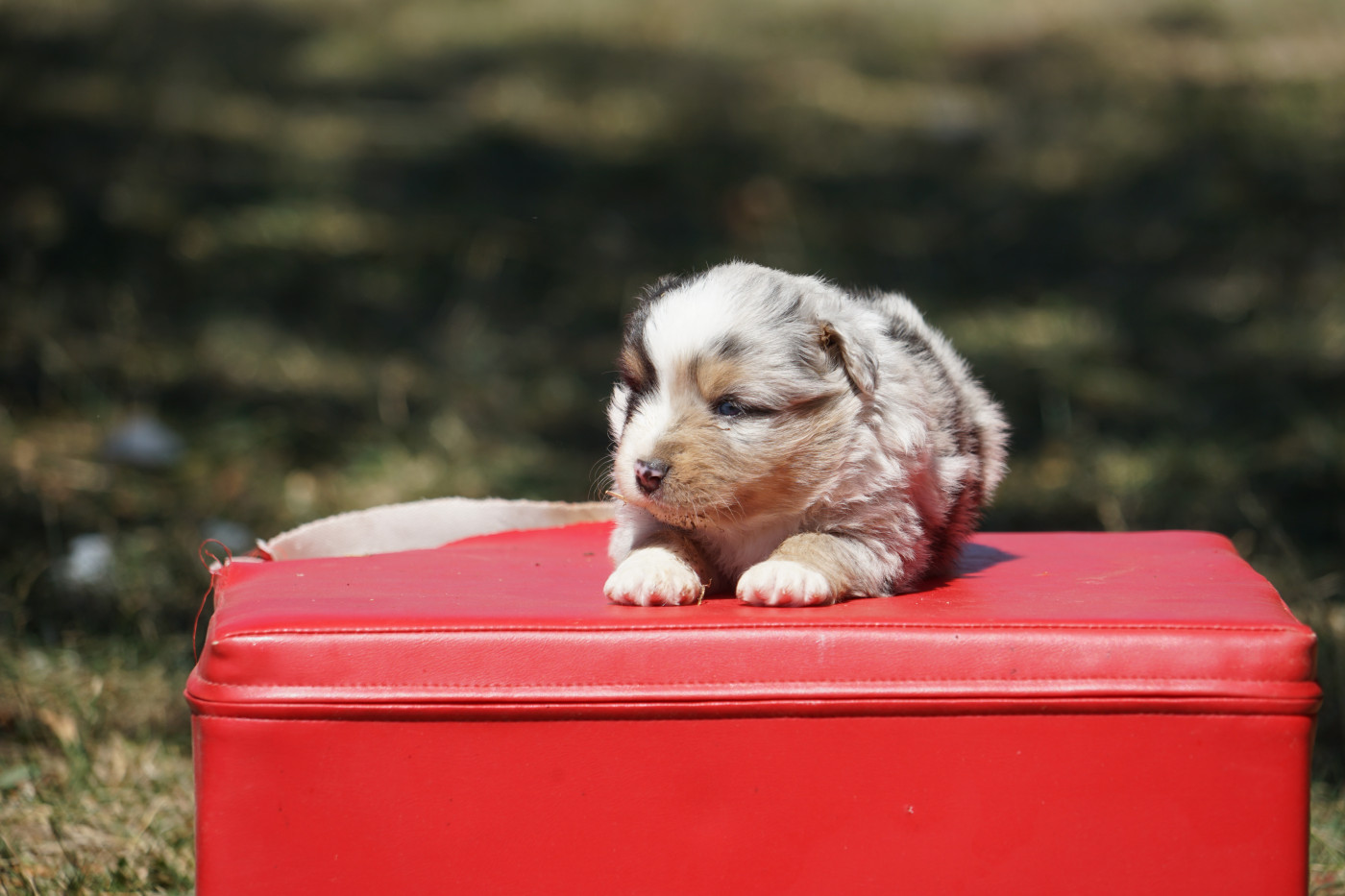 Du Giron - Chiots disponibles - Berger Américain Miniature 