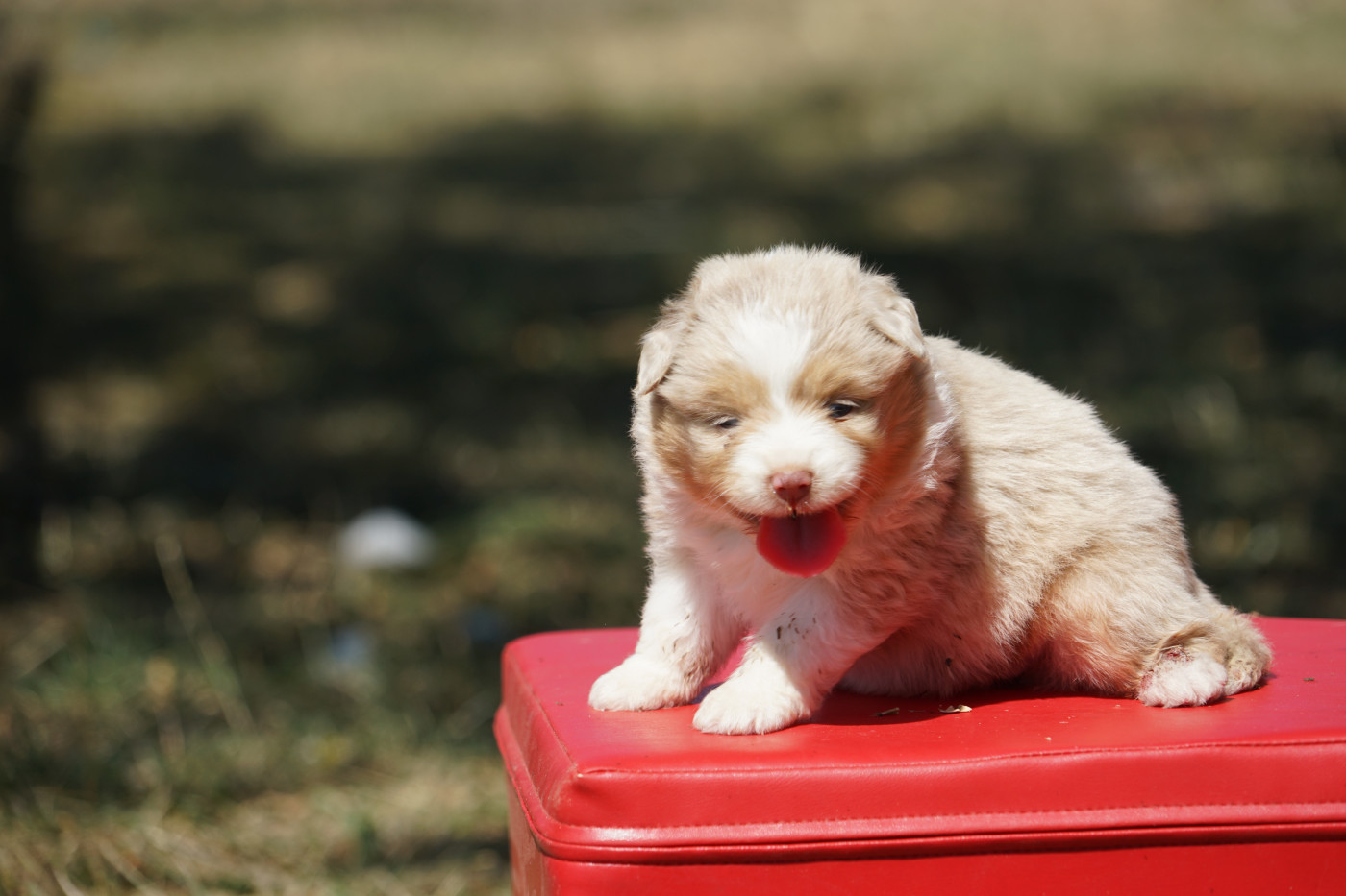 Du Giron - Chiots disponibles - Berger Américain Miniature 