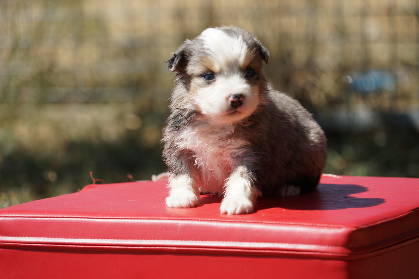 Du Giron - Chiots disponibles - Berger Américain Miniature 