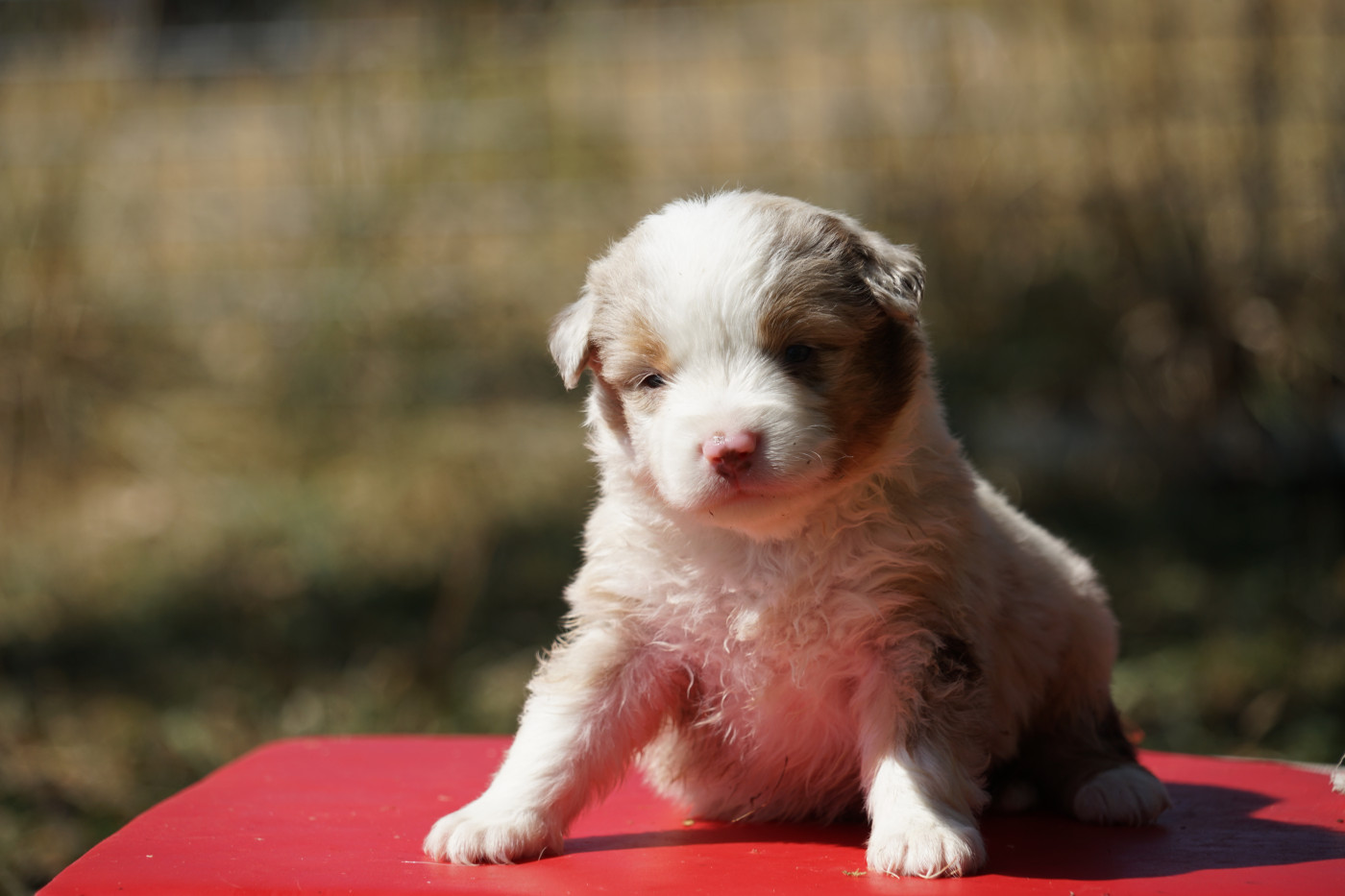 Du Giron - Chiots disponibles - Berger Américain Miniature 
