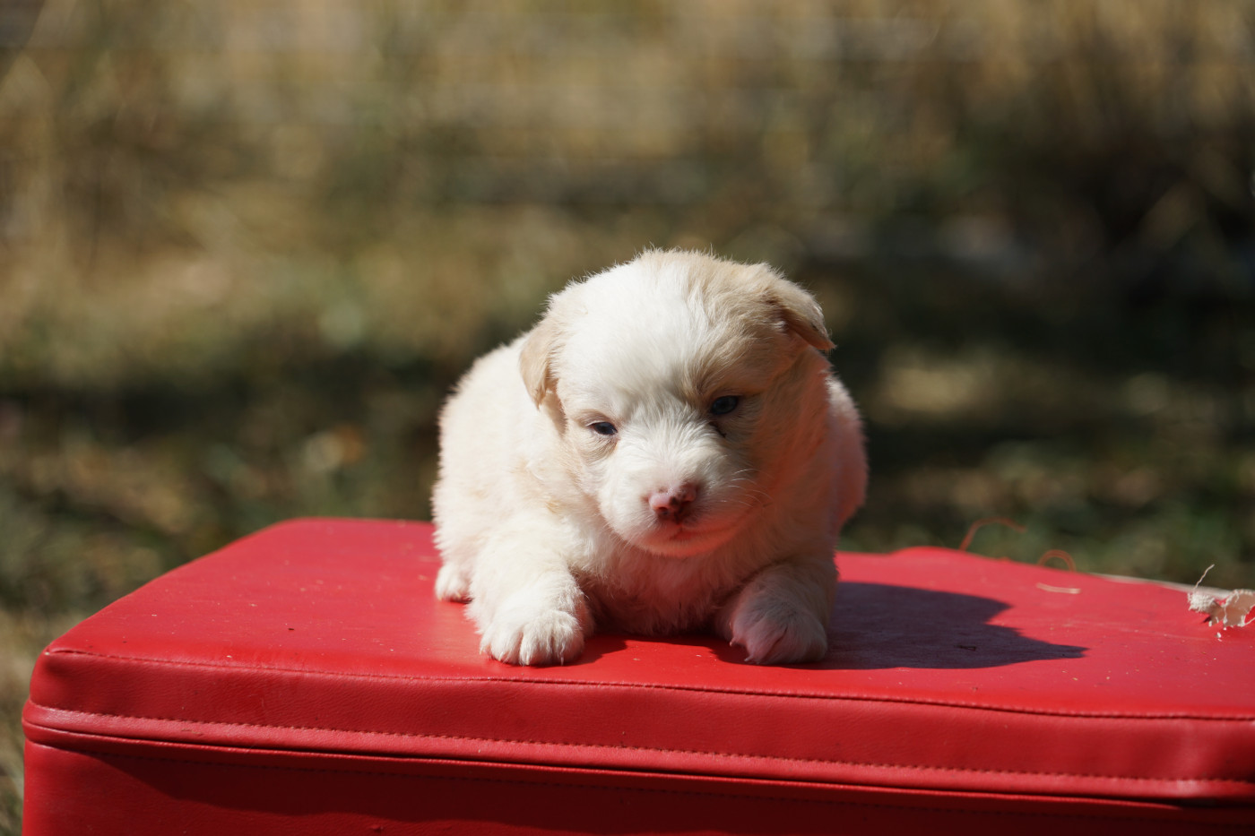 Du Giron - Chiots disponibles - Berger Américain Miniature 