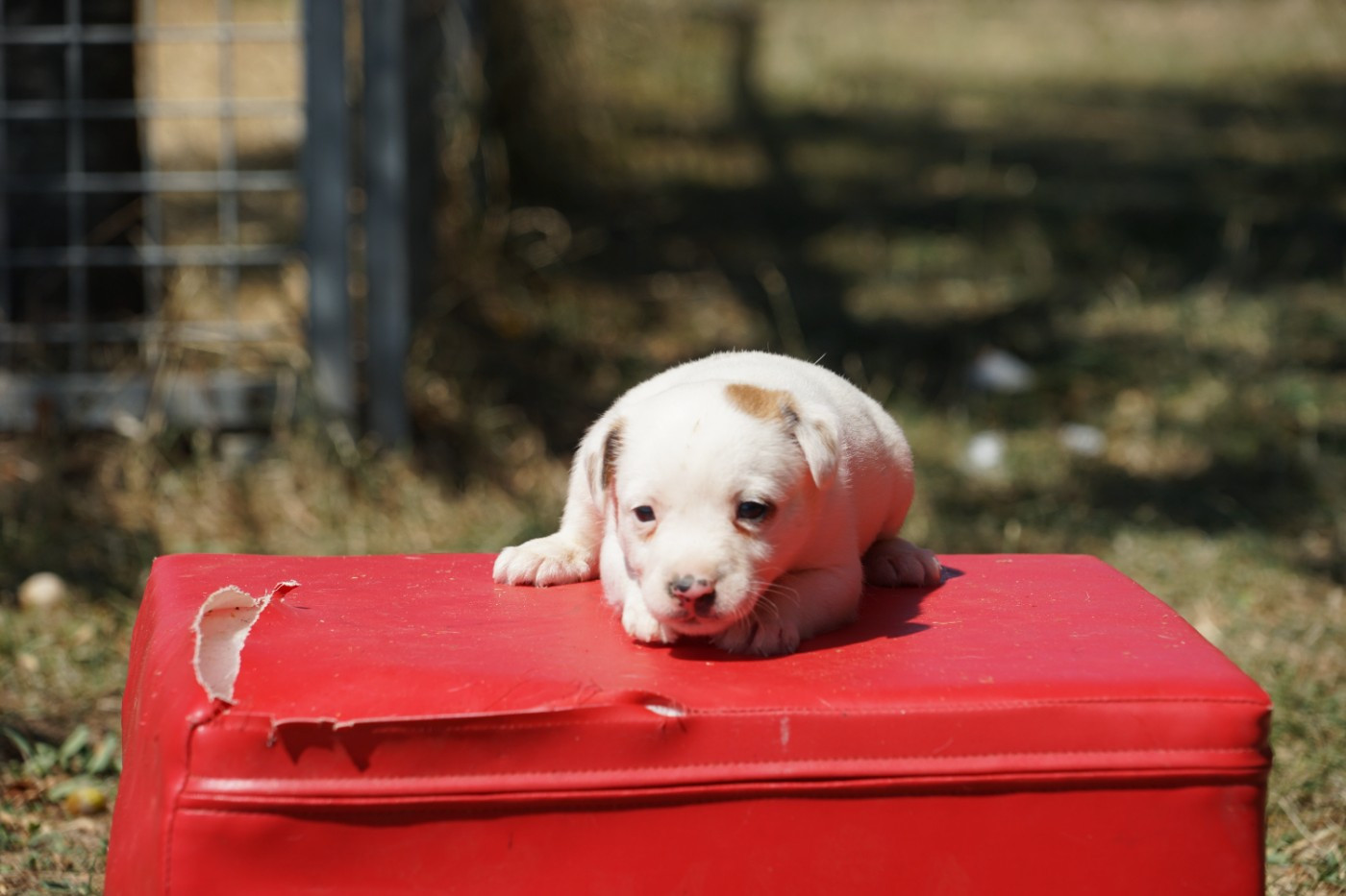 Du Giron - Chiots disponibles - Jack Russell Terrier