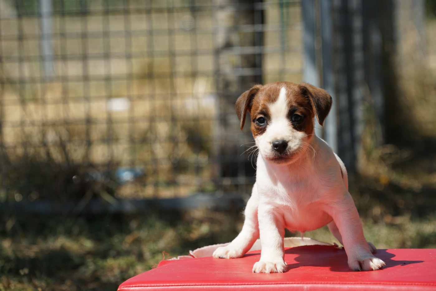 Du Giron - Chiots disponibles - Jack Russell Terrier