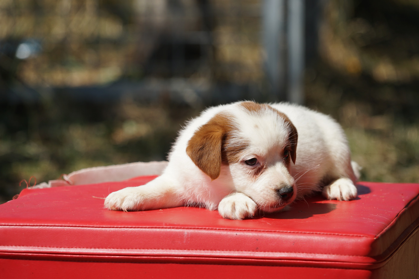 Du Giron - Chiots disponibles - Jack Russell Terrier