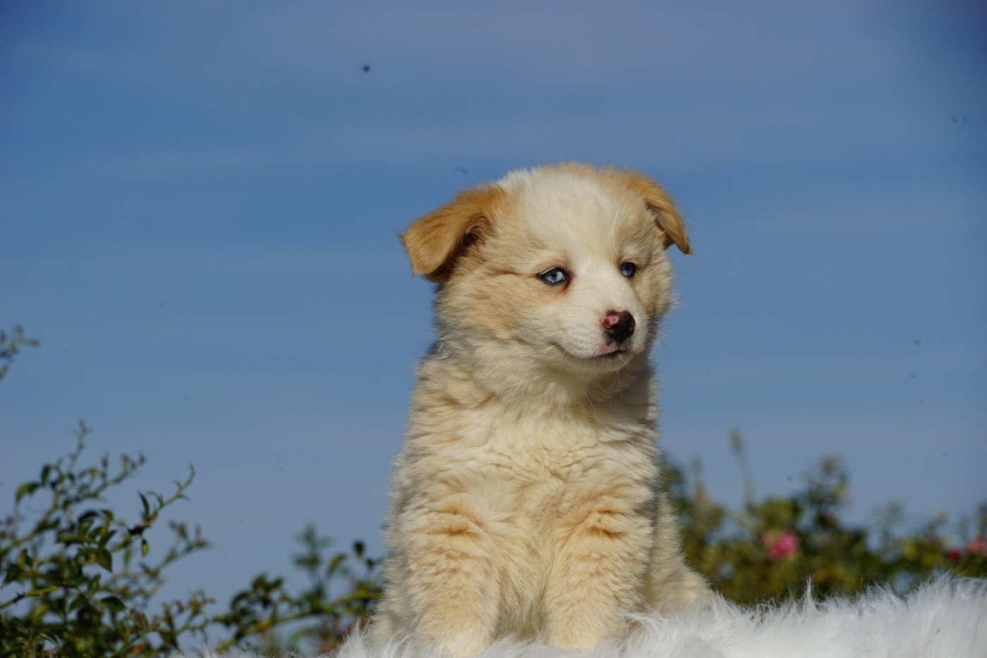 Du Giron - Chiots disponibles - Berger Américain Miniature 