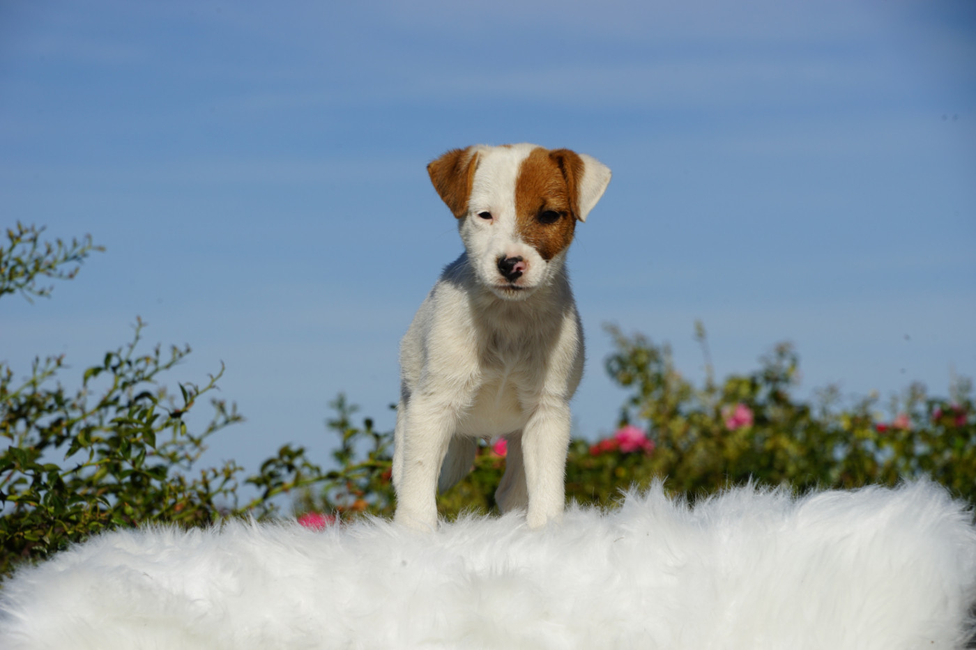 Du Giron - Chiots disponibles - Jack Russell Terrier