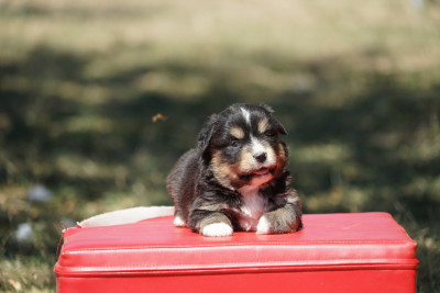 Chiot N°1