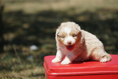 Chiot N°3