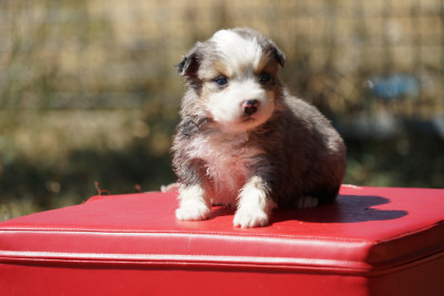 Bleu merle
