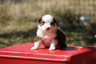 Chiot N°3
