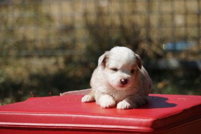 Chiot N°5
