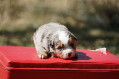 Chiot N°6