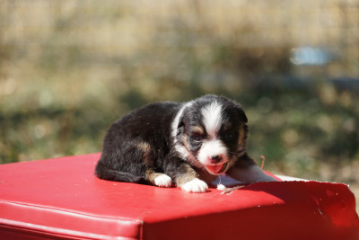 Chiot N°7