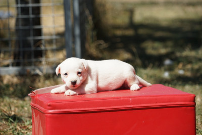CHIOT 1