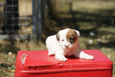 CHIOT 2