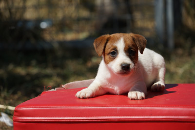 Chiot N°3