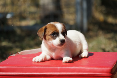 Chiot N°4